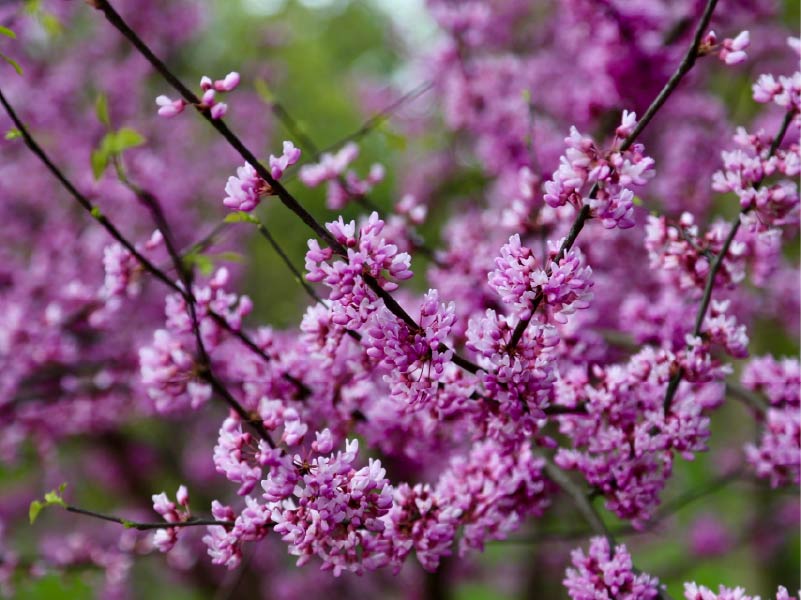 Conservancy-Discovering-Pastorius%20Park-Bud-Photo%20Courtsey%20of%20James%20McNabb-2026.jpg
